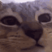 nom