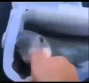 fishsuckfinger