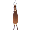 thin_moth