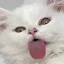 blehblehBLEHBLEH