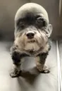 georgesdog georgesdog