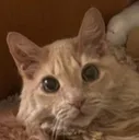 guh