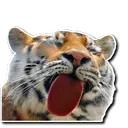tiger_lick
