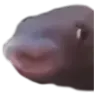 hapifishe