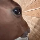 horselook