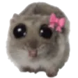 hamster_bow