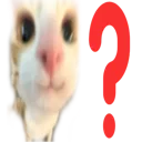 33_question