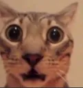 misc_shockedcat