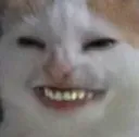 TT_catsmile TT_catsmile