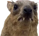 hyraxstare