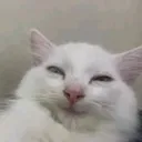 catsmile