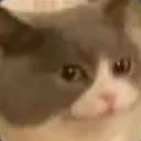 concernedcat