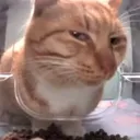 cat_sideeye