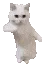 cattime cattime