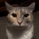 stare_cat