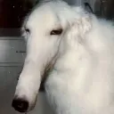 Stare