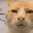 huhcat