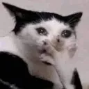 KittySob