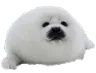 Seal1