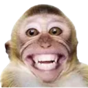 ollz_monkey