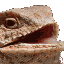 hehlizard