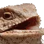 hehlizard