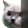 nyannCatte nyannCatte