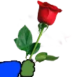 p_rose