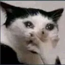 ShockedCat ShockedCat
