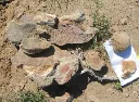 stegosaur