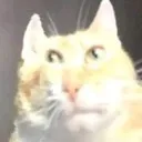 bruh