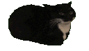 spinning_cat
