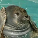 seal_think