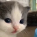 cutecat