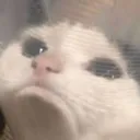 sadcatincup