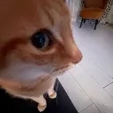 catSUS