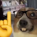 nerddog
