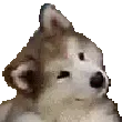ConfusedPupper