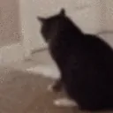 catitchy