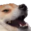 dogehaha