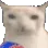 cateat cateat