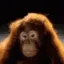 No_Monkey