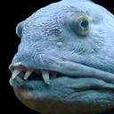 bluefish