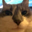 schnozzle