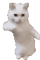 CatTime