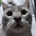 GatodelDemitriHUH2