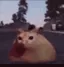 cat_car3