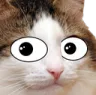 catwhat