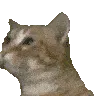 KittyJAM