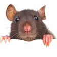 rat